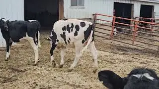 Lot 5 - Potential 10th generation VG/EX Peve Summer Yrlg x VG King Doc
