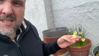Daffodil: &ldquo;Arctic Bell&rdquo; - perfect for winter colour!