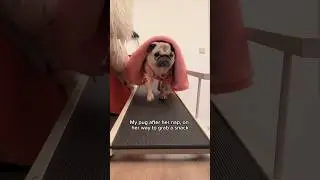 My PUG&rsquo;s life is EXHAUSTING 😴 #dog #pug #funny