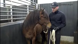 Building up trust - Young horse training with Arnar Bjarki Sigur&eth;arson