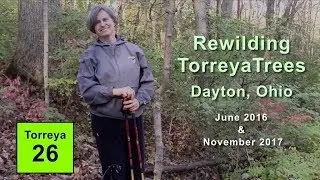 Rewilding Torreya Trees - Dayton, Ohio (2016-17)