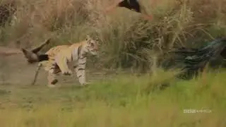 Royal Bengal Tiger attack Peacock