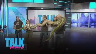 Several snakes from Reach Out Reptiles visit the Talk Pittsburgh studios
