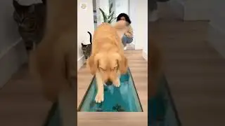 😂🐾🐟555 IQ Cat vs Dog&hellip; #funny #pets