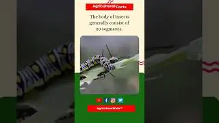 Body Of Insects Consists Of Segments? | AgricultureWala | #agriculture #farmer #insect #farming