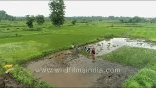 Rice fields being planted in Western Ghats monsoon, paddy crop trans-plantation, farmers in fields