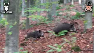 CHASSE AUX SANGLIERS : UNE BATTUE EXCEPTIONNELLE AVEC 100% DE R&Eacute;USSITE !!!