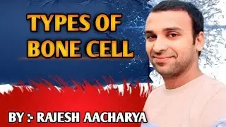 Types  of  Bone cell  