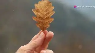 The wise old oak