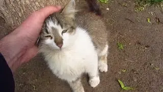 Kitten waiting for me on the street with three cats