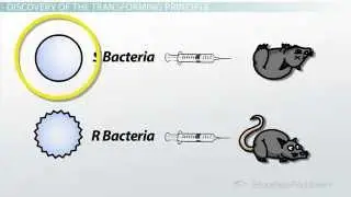 DNA: Double Helix Structure and Hereditary Molecules