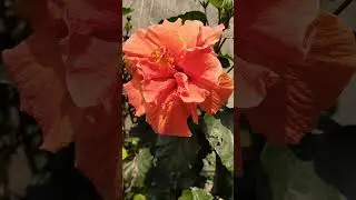 #shorts ,, Lovely Flower 💕💕