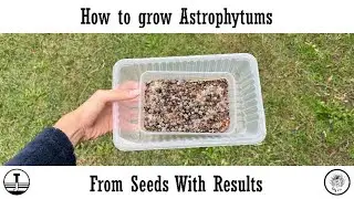 How to Grow Astrophytums From Seed With Results