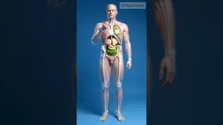 Peas Nutrition Explained | What Happens When You Eat Peas? 🌱