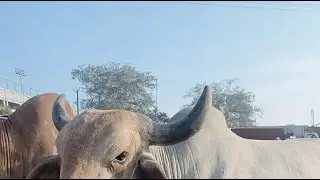 Easy buffalo works is live വാണിയംകുളം ചന്ത