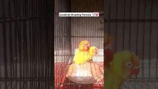 💛 Love bird breeding formula | how to produce love birds