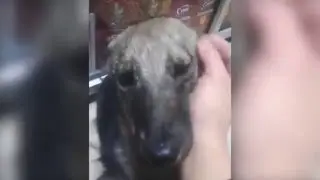 abused dog feels petting for the first time instead of beating