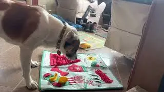 Trying out a feeding mat for the first time