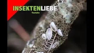 ❌ Weiße Asseln züchten | Trichorhina tomentosa