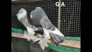 How to Breed and Care for Pomeranian Pouter Pigeons with Checkered Patterns