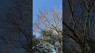 LOOK YOU SEE MY STORY, NATURE + LOVE = HEALING Drop a💚if you feel The love join G79 LOVE MOVEMENT