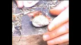 Smallest friction fire (5) - fungus - one coal / several fires