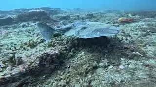 Pacific electric ray at the Shale Beds, Monterey, CA (February 2025)