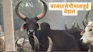 बरसात में गौ माता हुई परेशान #kankrejcow 