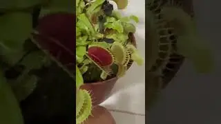 Carnivorous Plant eating, is better to be VEGAN