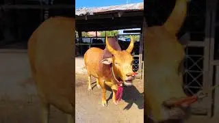 Red cow video healthy animals l shorts l viral l animals l trending
