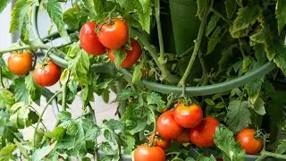Our Best Tips For Supporting Large Plants In A GreenStalk