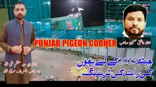 Baby pigeons night training. Loft Owner Ustad peer Syed Moazam Ali Shah. |#highflyingpigeons