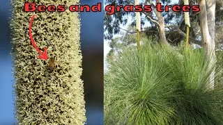 Bees, flies and grass tree flowers - Meet this weird plant from Australia