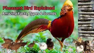 Pheasant Bird Explained | Types & Sounds | Pheasant Bird Documentary | Everything You Need to Know
