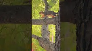 🐿️ Jumping Squirrel in Action! 🦘Animal Lovers 🌳 #Wildlife #NatureShorts #AnimalLovers #Wildlife