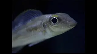 Asprotilapia leptura Fry in the pasture