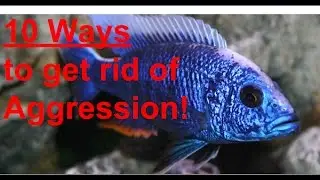 10 TIPS TO REDUCE CICHLID AGGRESSION