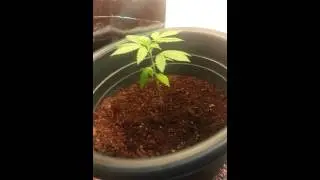 2 ta 3 week weed plant growth