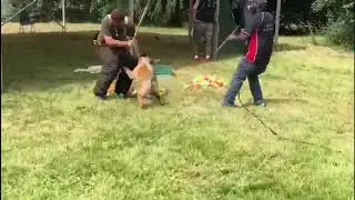 Mondioring defense of handler