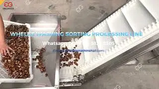 Whelks Washing and Sorting Machine For Seashell Cleaning