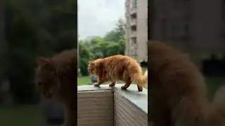 Cat can jump from balcony | SUBSCRIBE #shorts #viral #viralshorts #cat #cute #pets