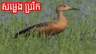 សម្លេងសត្វ ប្រវឹក 100%ច្បាស់ល្អ