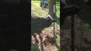 Opal, the Teleporting Cow