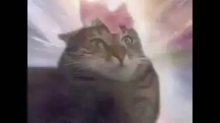 Vine Cat Transcendence