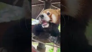 Red panda #redpanda #animalphotos #redpanda夕消 #animalpictures #zoo #cute #animals