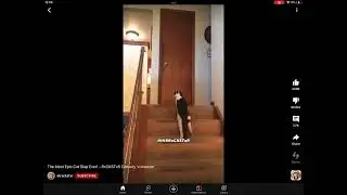 Dogs running back-and-forth￼￼￼