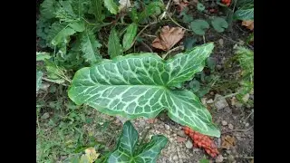 Садовод показывает зимнезелёное клубневое растение Arum italicum 'Marmoratum' и слизняка [4K]