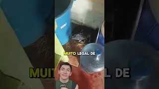 Essa pomba estava fazendo um ninho em um lugar inesperado!