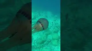 This beautiful Jellyfish is glowing! #jellyfish #glowing #snorkeling #maldives