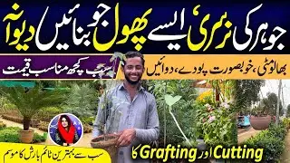 Nursery Plants Karachi | Indoor Outdoor Plants | Fruit Plant Nursery @RabiyaKhan98